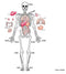 SkiL-Care Human Anatomy Gel Maze